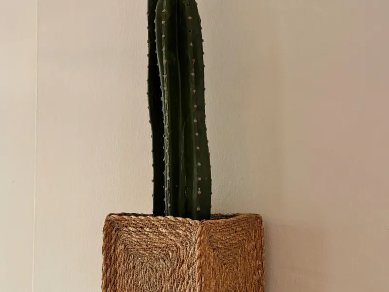 Cactus in a woven basket