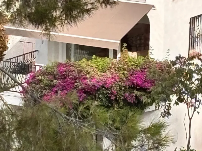 Gardens with bougainvillea