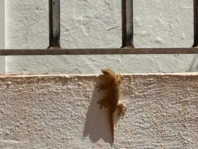 Gecko on a whitewashed wall