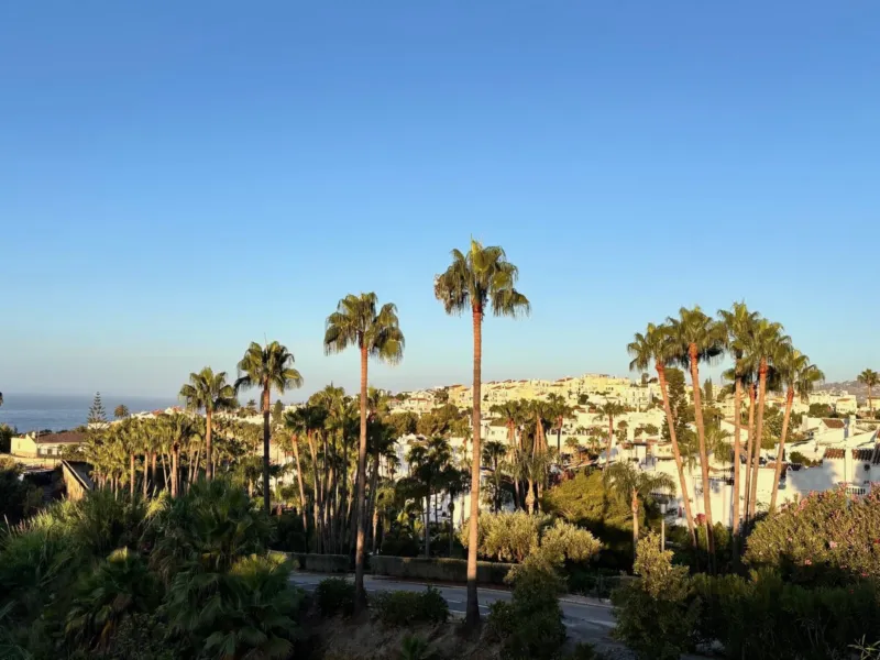 Palm trees and the sea in the distance