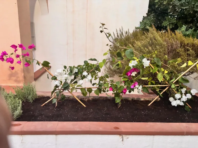 Planter with bougainvillea