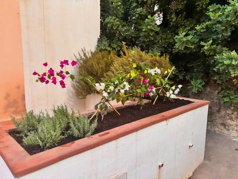 Planter with lavender and bougainvillea