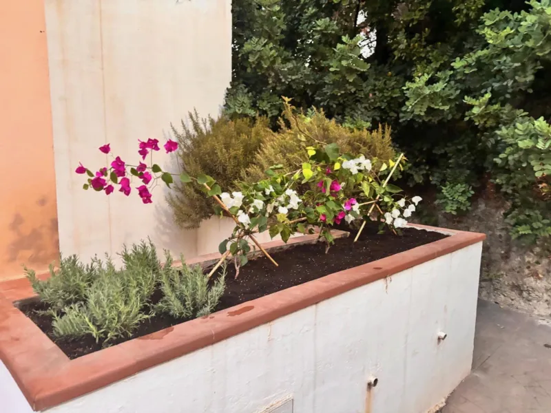 Whitewashed planter with herbs and flowers