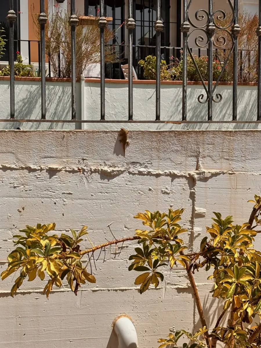 Whitewashed wall with railings and plants